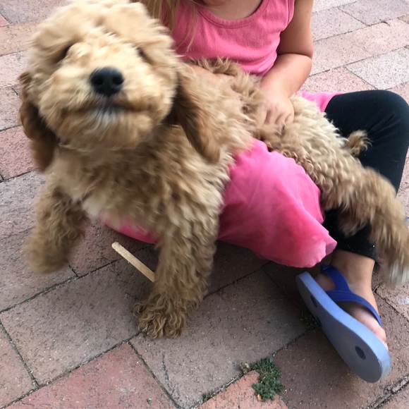 G + Ebenezer. Wonder who loves shoes more! - Picture 6 of 8